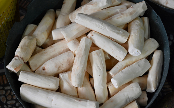 En Guadeloupe, réhabiliter le manioc pour "décoloniser" l'alimentation