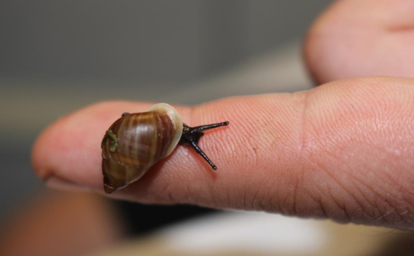 Les Partulas sont là!