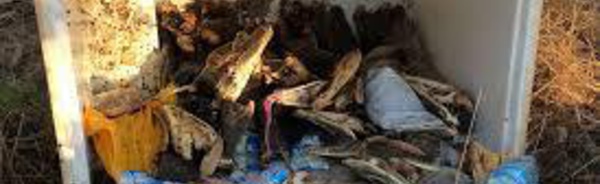Des dizaines de têtes de crocodiles décomposées retrouvées en Australie