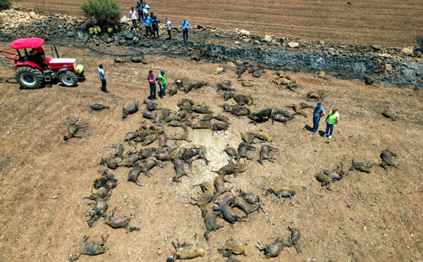 Feu de végétation en Turquie: au moins onze morts, hécatombe de bétail
