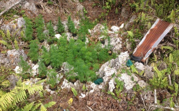 Trois plantations de paka détruites à Rimatara