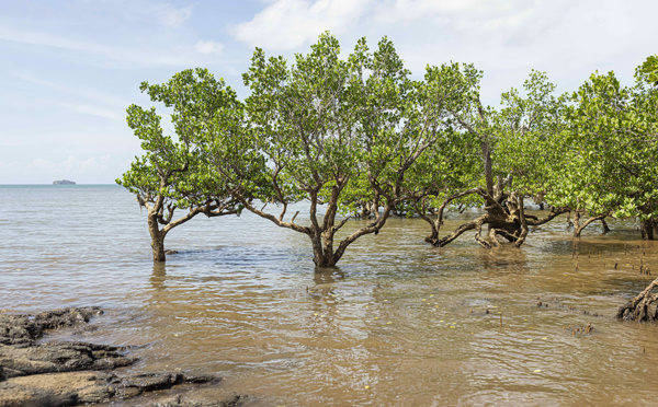 Puits de carbone et de biodiversité, la mangrove de Mayotte en danger