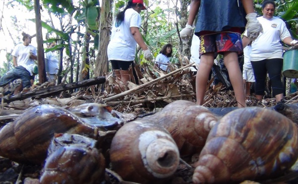 Ramassage d'escargots géants africains appelés "Lissachatina Fulica"