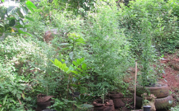 198 plants de paka détruits à Nuku Hiva