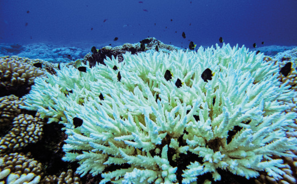 L’Ifrecor officialise son antenne polynésienne