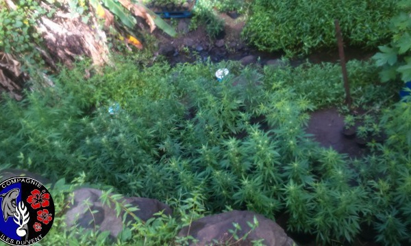 604 plants de paka détruits à la Presqu'île