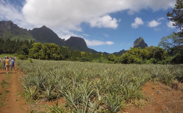 Randonnée : A travers les ananas et les mape, pour atteindre les trois cocotiers