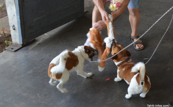 Deux chiens néo-zélandais pour sauver Rimatara et Ua Huka du rat noir