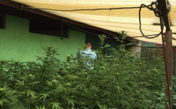 Plus de 320 pieds de paka destinés à la revente arrachés à la Presqu'île