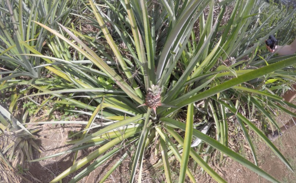 Un plan quinquennal pour l'agriculture