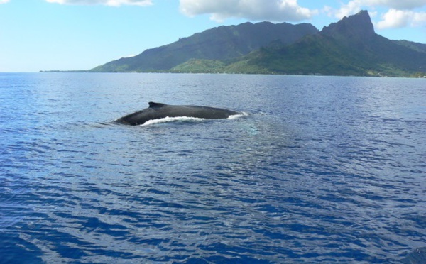 Une baleine proche du récif de Pueu met en alerte les riverains