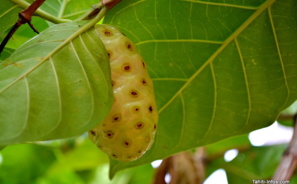 Le noni a de nouveau le vent en poupe