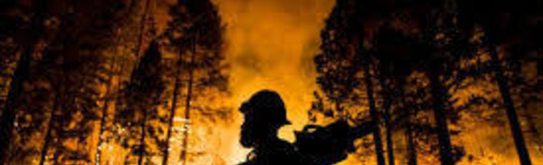 Les incendies californiens menacent les majestueux séquoias