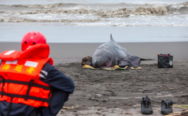 A Taïwan, des bénévoles en lutte contre les échouages massifs de cétacés