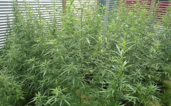 La gendarmerie découvre et détruit 529 pieds de paka à Tautira et Taiarapu-est