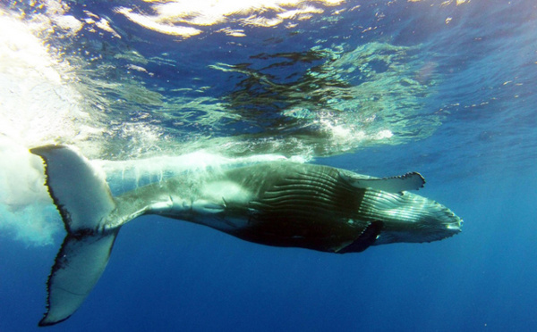 La journée de la baleine a enchanté les enfants