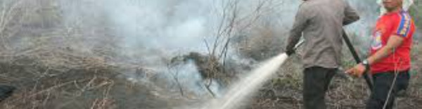 Des incendies pour la culture d'huile de palme: l'Indonésie s'attaque à des sociétés suspectes