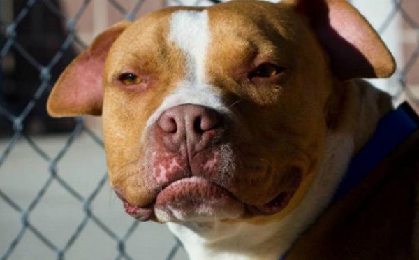 La nourrice dont le pitbull avait attaqué un enfant condamnée à trois mois de prison avec sursis