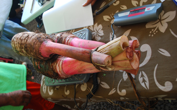 Concours agricole : la pesée du taro