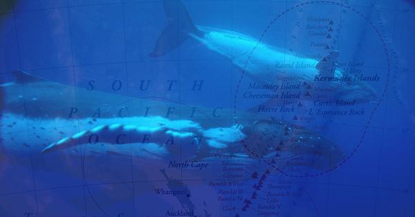 Pacifique: La Nouvelle-Zélande crée un sanctuaire marin grand comme la France