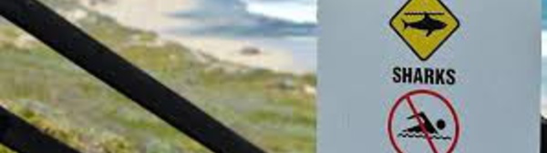 La technologie à la rescousse à un sommet sur les requins en Australie