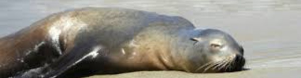 Les otaries s'échouent sur les côtes californiennes à un rythme alarmant