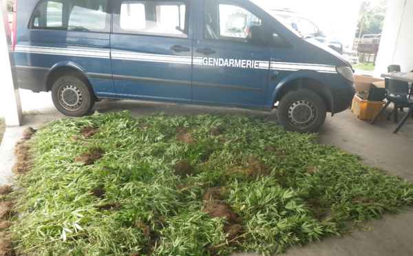 Le pakaculteur reconnait avoir écoulé 1 200 pieds de cannabis en moins d'un an