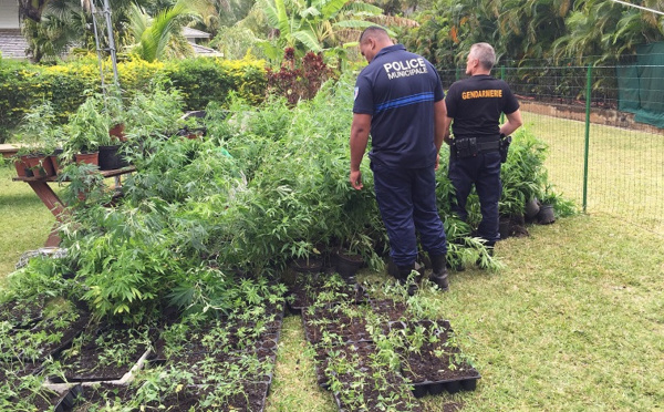 1 107 pieds de pakalolo découverts et détruits à Haapiti, deux interpellations