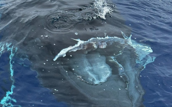 Mort d'une baleine juvénile, probablement percutée par un bateau