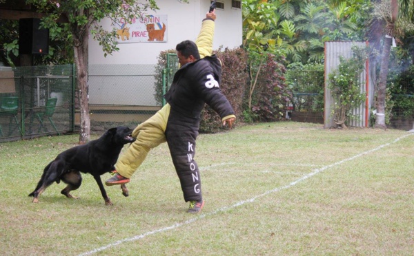 Carbone des Malistaffs et Perle en tête du concours de chien de défense et d’obéissance 