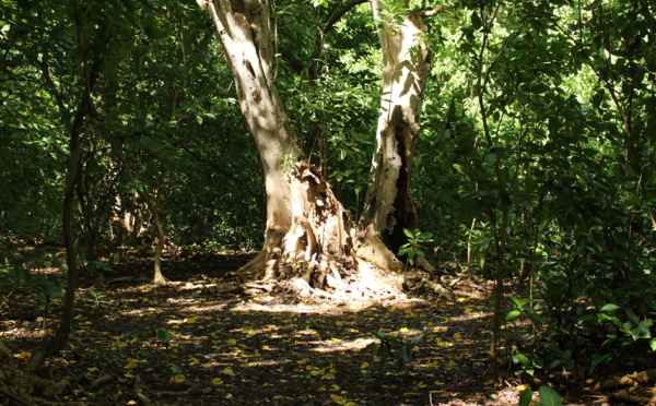 La Polynésie française aussi fête la science