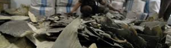 Indonésie: 3.000 nageoires de requins en partance pour Hong Kong confisquées