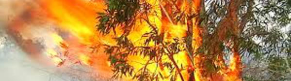 Multiplication des incendies de forêt en Nouvelle-Calédonie