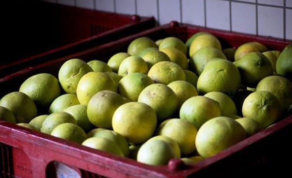 Aucun pamplemousse livré depuis le début de l'année à l'usine de jus de fruits de Moorea