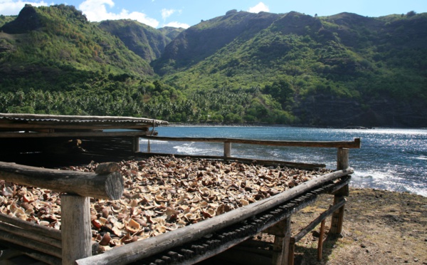 La filière coco à la recherche d’un avenir rentable