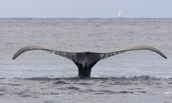Polynésie: des baleines élisent domicile dans le port de Papeete