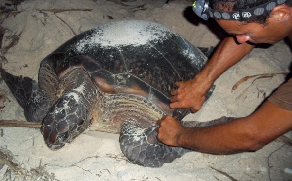 Début de la saison de la ponte chez les tortues vertes