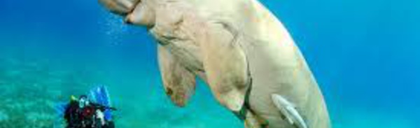 Méconnu et menacé, le dugong est surveillé de près en Nouvelle-Calédonie