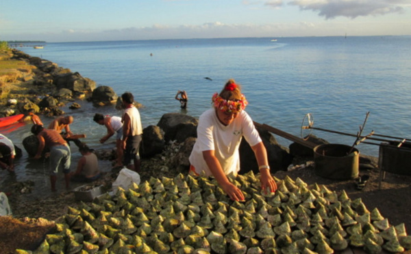 Ouverture partielle de la pêche aux trocas en novembre