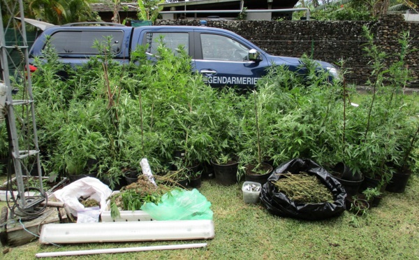 Moorea : 600 pieds de paka, près de 3 kilos d'herbe et 2 590 graines saisies par les gendarmes
