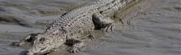 Selon une étude australienne, le crocodile marin ne dort que d'un œil