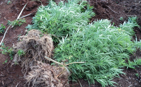 Le pakaculteur reconnaît vivre de son trafic depuis deux ans : 3 mois ferme