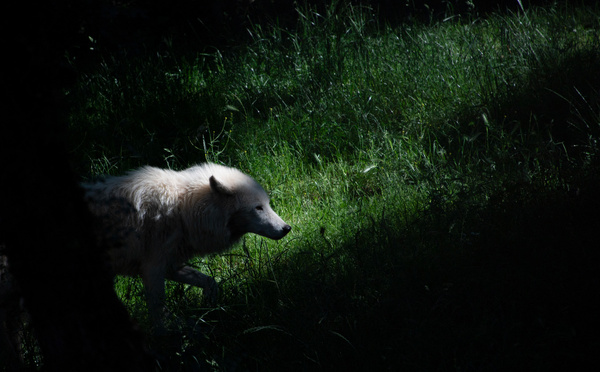 L'Etat autorise à abattre jusqu'à 192 loups en 2025, pas assez pour les éleveurs