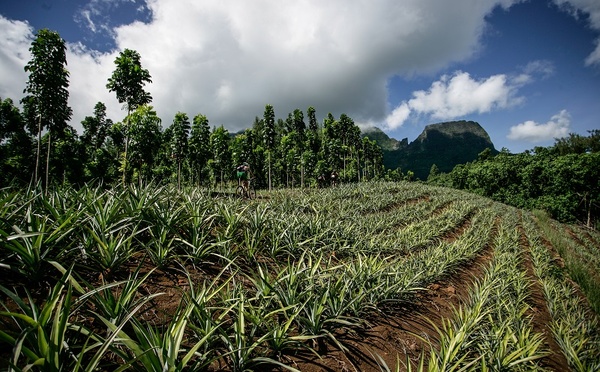 Lancement de l'aide sur l'aménagement des terres agricoles privées 