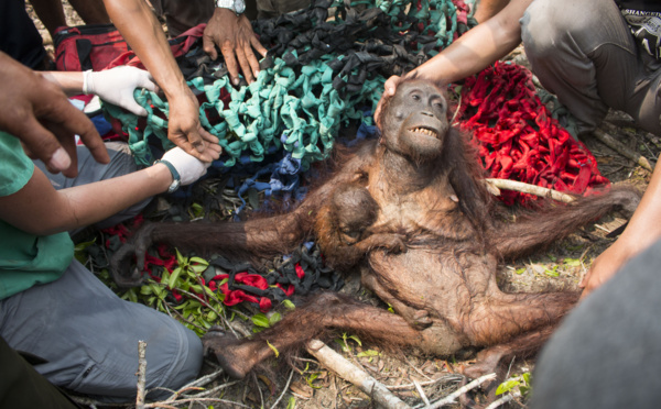 Indonésie: des orangs-outans fuyant les feux de forêts, attaqués par des villageois