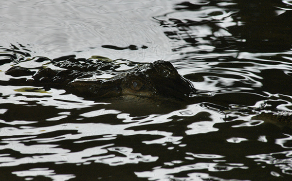 Indonésie: en plus des crocodiles, des piranhas et des tigres pour garder une prison