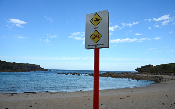 Australie: un homme tué par un requin dans la Grande Barrière de corail