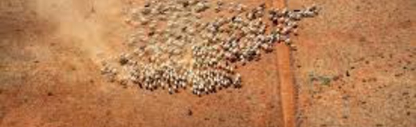 Veto de l'Australie au rachat de 2,5% de ses terres agricoles par les Chinois