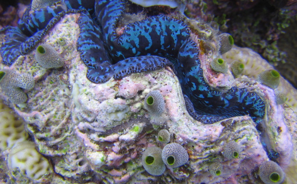 Quand les bénitiers inspirent les panneaux solaires