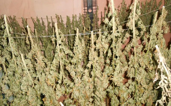 Le pakaculteur encaissait plus de 300 000 Fcfp par mois de la revente de ses plants